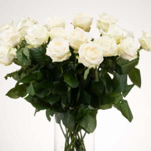 Avalanche+ - Witte rozen - 12 stuks